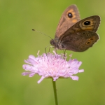 Kleine Rotsvlinder