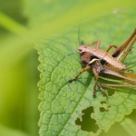 Pholidoptera fallax