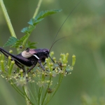 Pholidoptera aptera