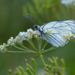 Groot Geaderd Witje
