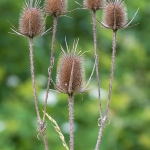 Grote Kaardenbol