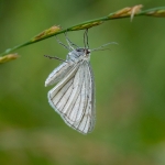 Vals Witje