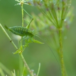 Poecilimon brunneri