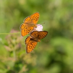 Duinparelmoervlinder