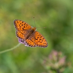 Duinparelmoervlinder