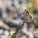 Groot Tragantblauwtje
