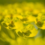 Wolfsmelk / Euphorbia spec.