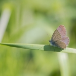 Zuidelijk Staartblauwtje