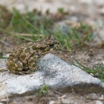 Groene Pad
