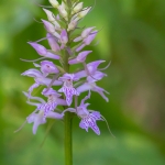 Dactylorhiza saccifera