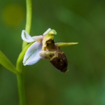 Ophrys oestrifera