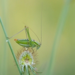 Poecilimon macedonius