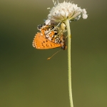 Gewone Kameleonspin