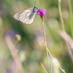 Groot Geaderd Witje
