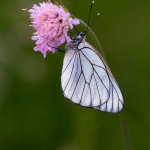 Groot Geaderd Witje