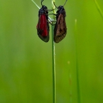 Zygaena punctum