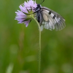 Zwarte Apollovlinder