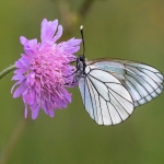Groot Geaderd Witje