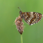 Bosparelmoervlinder