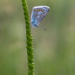 Bremblauwtje