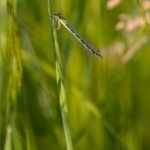 Vogelwaterjuffer