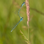 Vogelwaterjuffer