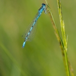 Vogelwaterjuffer