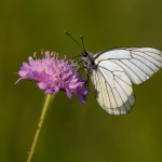 Groot Geaderd Witje