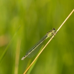 Vogelwaterjuffer