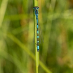 Vogelwaterjuffer
