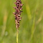Wantsenorchis