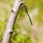 Zuidelijke Bronlibel