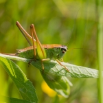 Pholidoptera frivaldsky