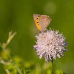 Kleine Vuurvlinder