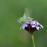 Poecilimon macedonius