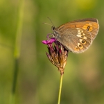 Amandeloogerebia