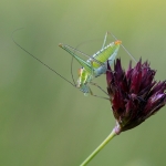 Poecilimon macedonius