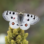 Apollovlinder