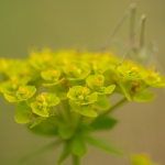 Wolfsmelk / Euphorbia spec.