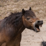 Foto van de maand Juni 2026