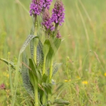 Gevlekte Rietorchis