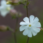 Avondkoekoeksbloem