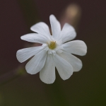 Avondkoekoeksbloem