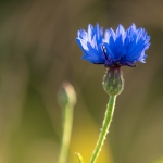 Korenbloem