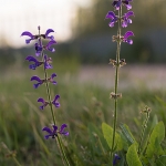 Veldsalie