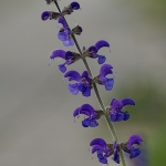 Veldsalie