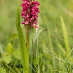 Steenrode Orchis