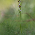Bijenorchis
