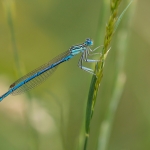 Blauwe Breedscheenjuffer