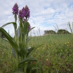 Foto van de maand Juli 2026